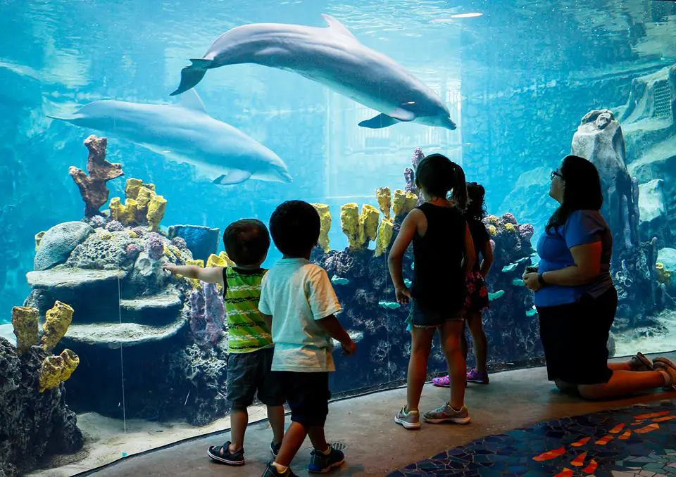The Turtle Reef will be even more intense than the existing aquariums.  (Photo by SeaWorld San Antonio)