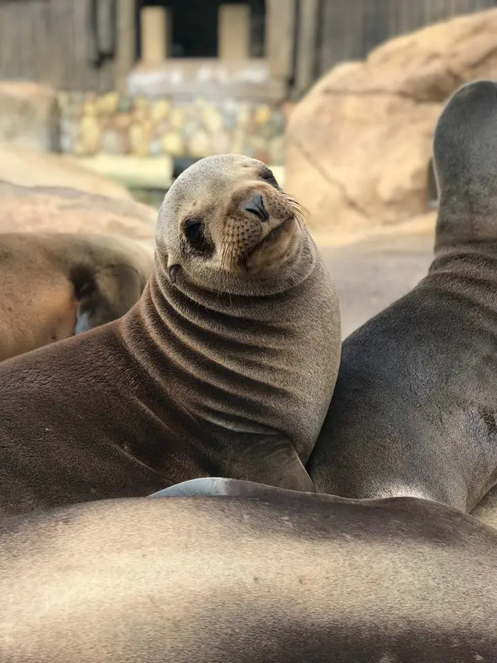 You've got to check in on the seals while you're there.  (Photo by SeaWorld San Antonio)
