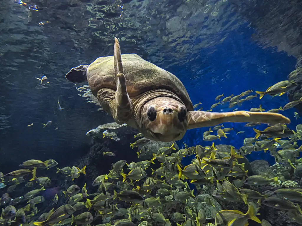 Turtle Reef will be both educational and immersive.  (Photo by SeaWorld San Antonio)