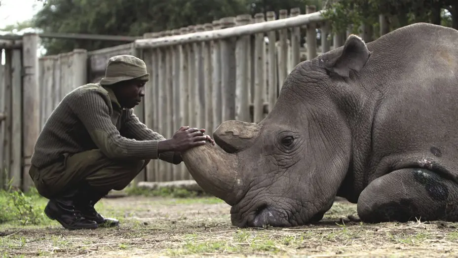 Kifaru is about one of the last northern white rhinos named Sudan.