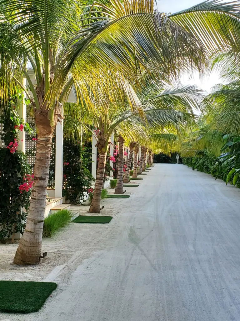 Mature palms line the pathways between the bungalows. (Photo by Shelby Hodge)