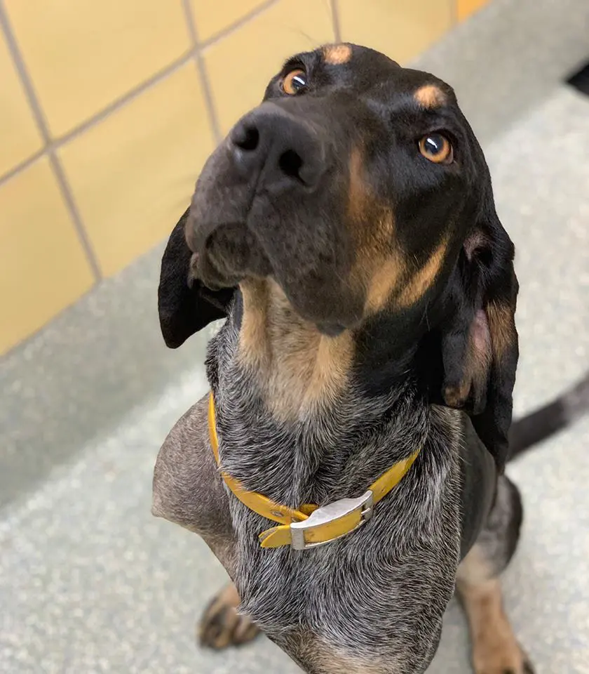Some Houston SPCA dogs were trained to help veterans with PTSD. 