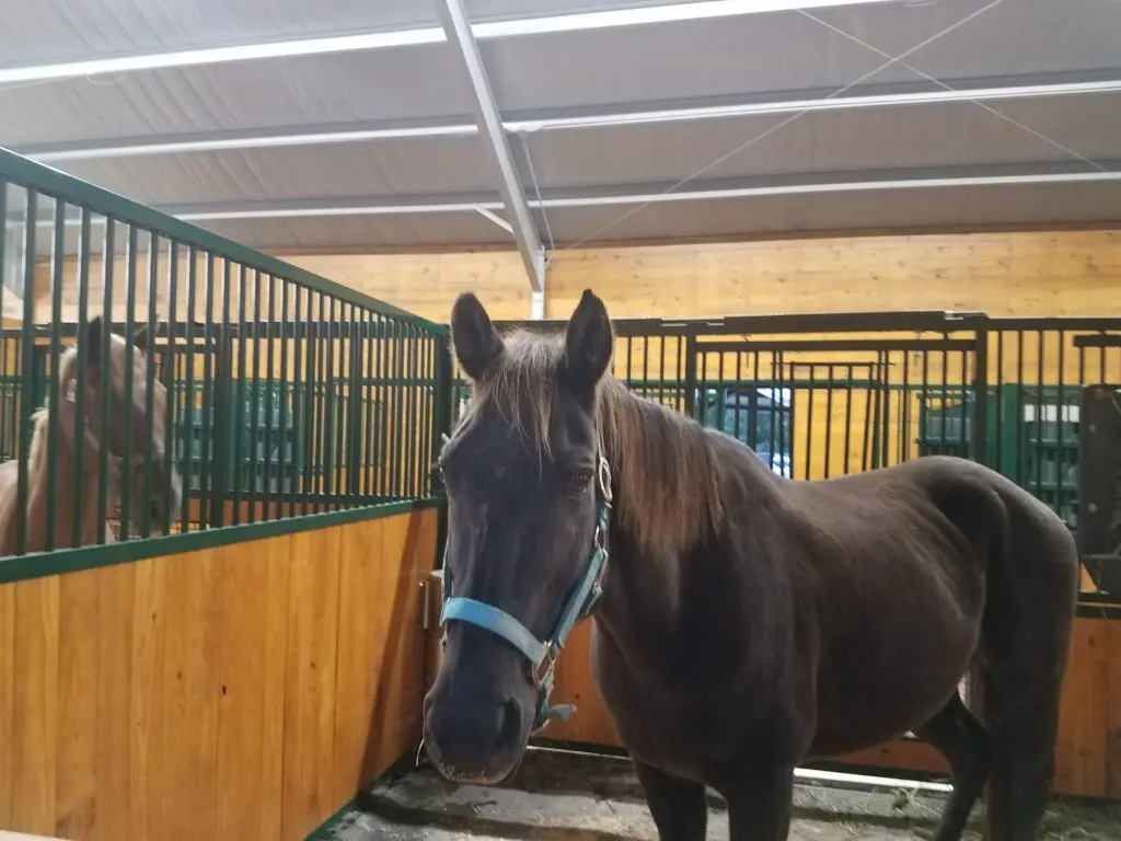 The Equine Care Center features 25 horse stalls.