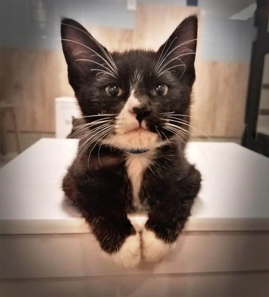 Kittens are definitely showcased. 