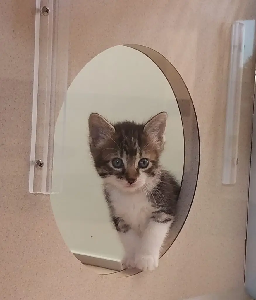 There is even a Kitten Lodge.