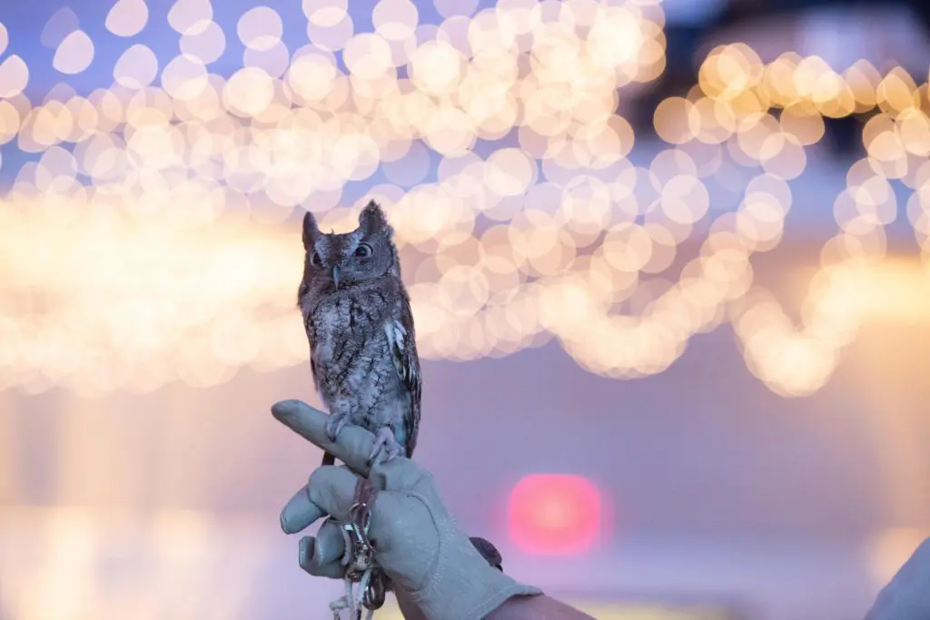 Houston SPCA takes in over 360 species annually. 