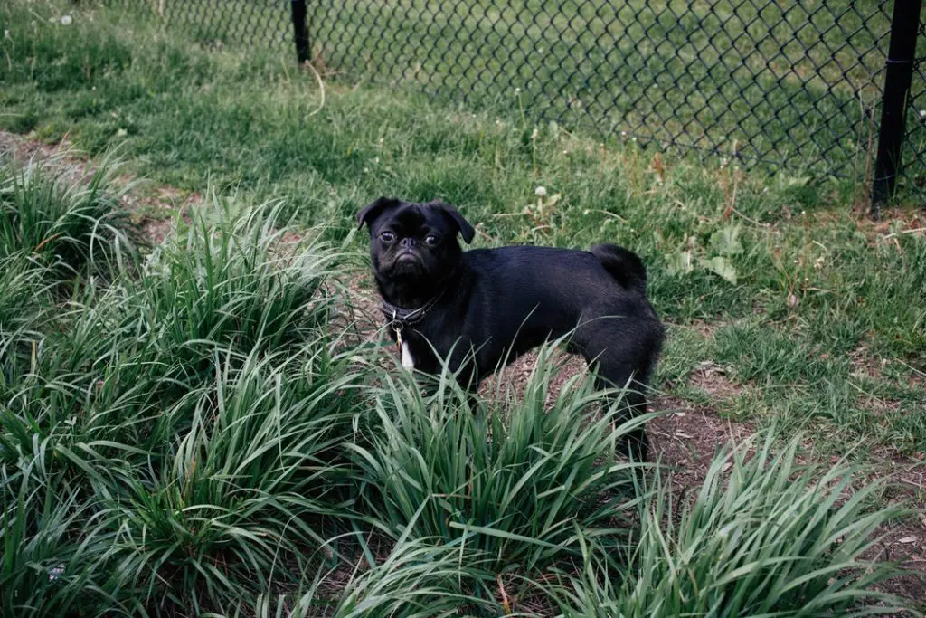 Nobody wants to step in dog poop — no wonder it's a pet peeve. 