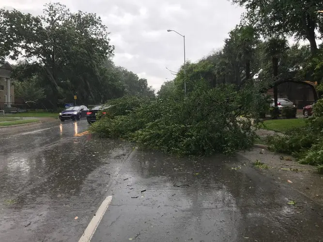 Fallen trees on Gaston Avenue in East Dallas. Courtesy of Dallas Morning News