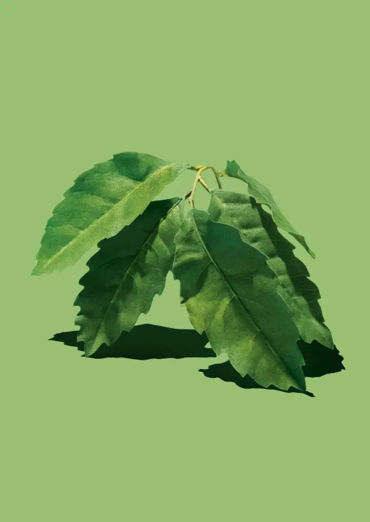 HInts of Calabrian bergamot is found in the Vuitton fragrance. Courtesy of Louis Vuitton. 