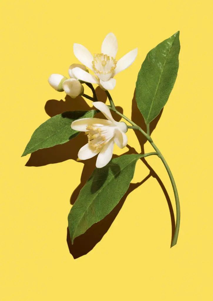 The Vuitton scent is marked with traces of orange blossoms. Courtesy of Louis Vuitton. 