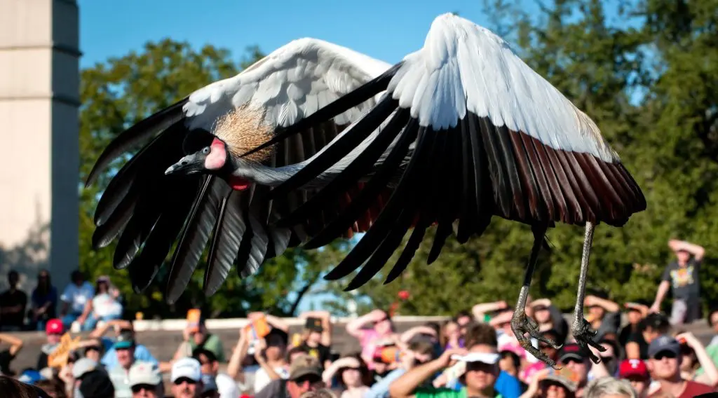 The birds are back. (Courtesy of State Fair of Texas)