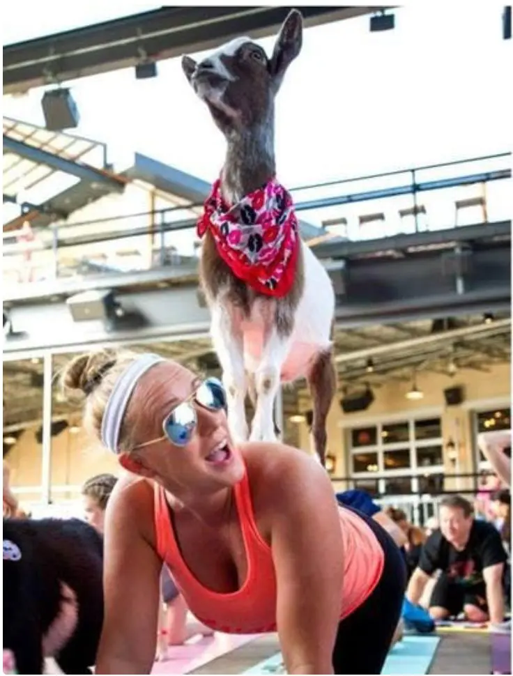 Celebrate the 4th with Happy Goat Yoga at the Dallas Farmers Market.