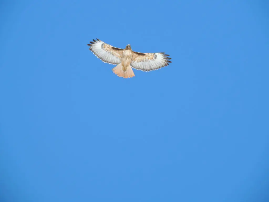 A hawk soars through a bright blue sky. (Photo by Margaret Reckling)
