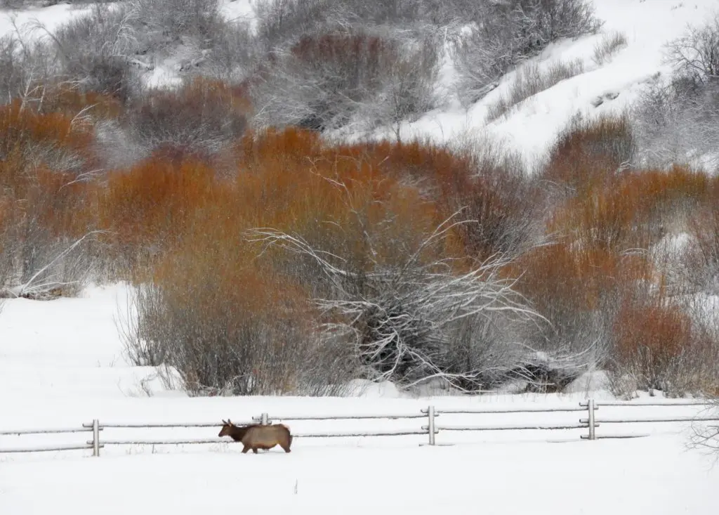 This winter-weary elk passes along banks of willows. (Photo by Margaret Reckling)