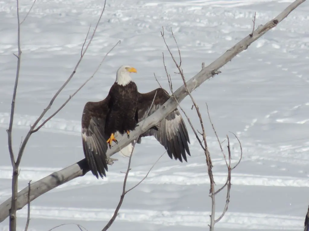An American bald eagle drying its wings. (Photo by Margaret Reckling)