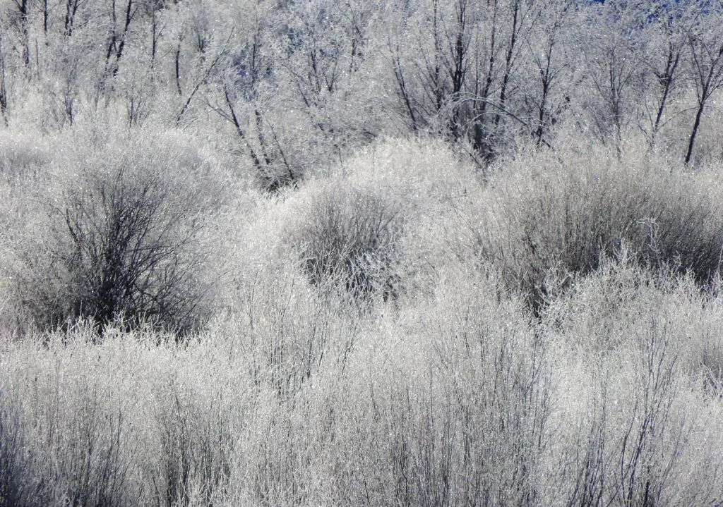 Majestic frost-covered willows (Photo by Margaret Reckling)