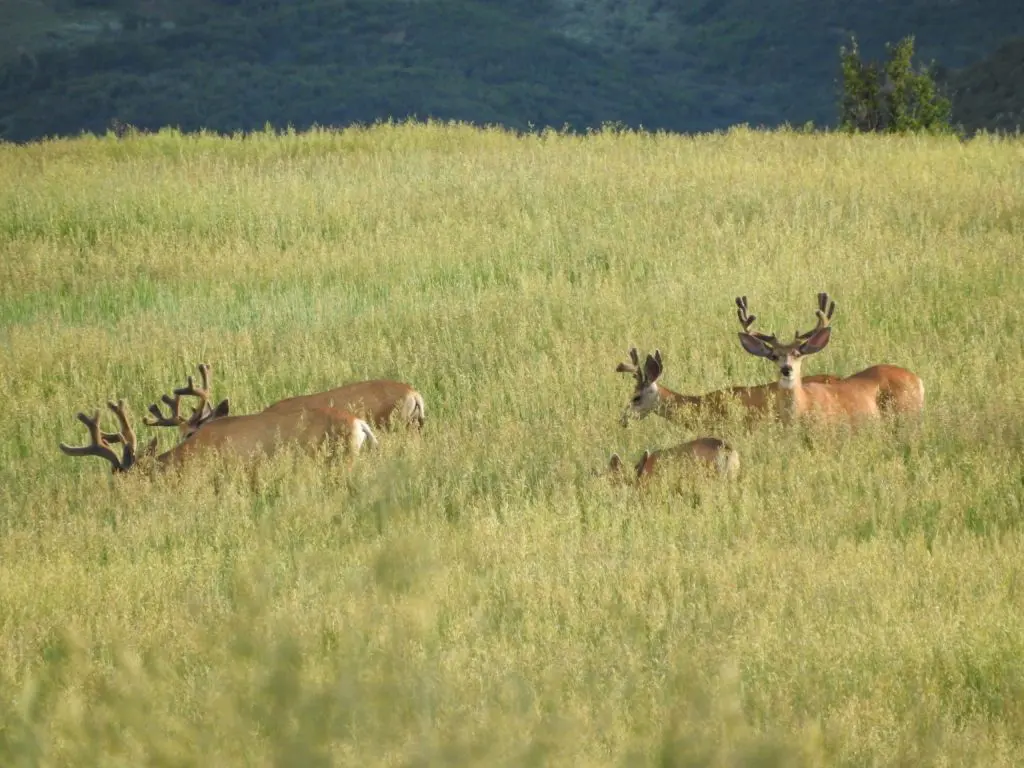 Bucks pass through Velvet White Star Ranch in the Roaring Fork Valley. (Photo by Margaret Reckling)