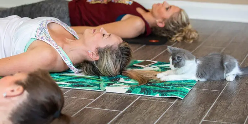 Kitten Yoga is happening at Flea Style this Sunday.