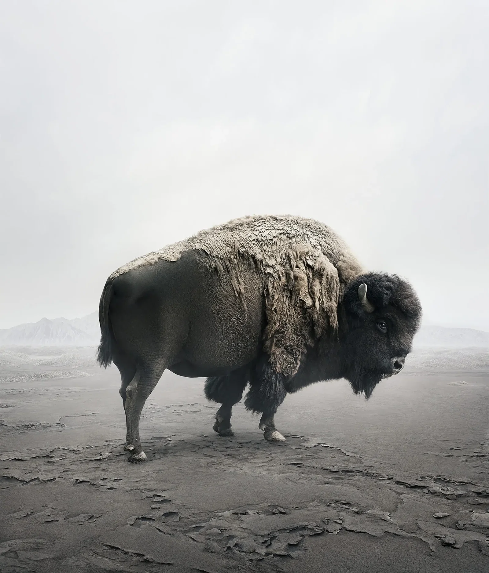 318 4×6 Lustre_AliceZilberberg_BeHereBison