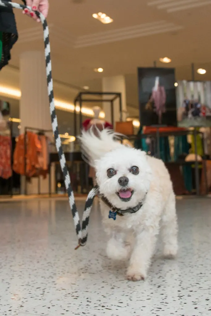 The rescue dog winning everyone's hearts (Photo by Jacob Power)