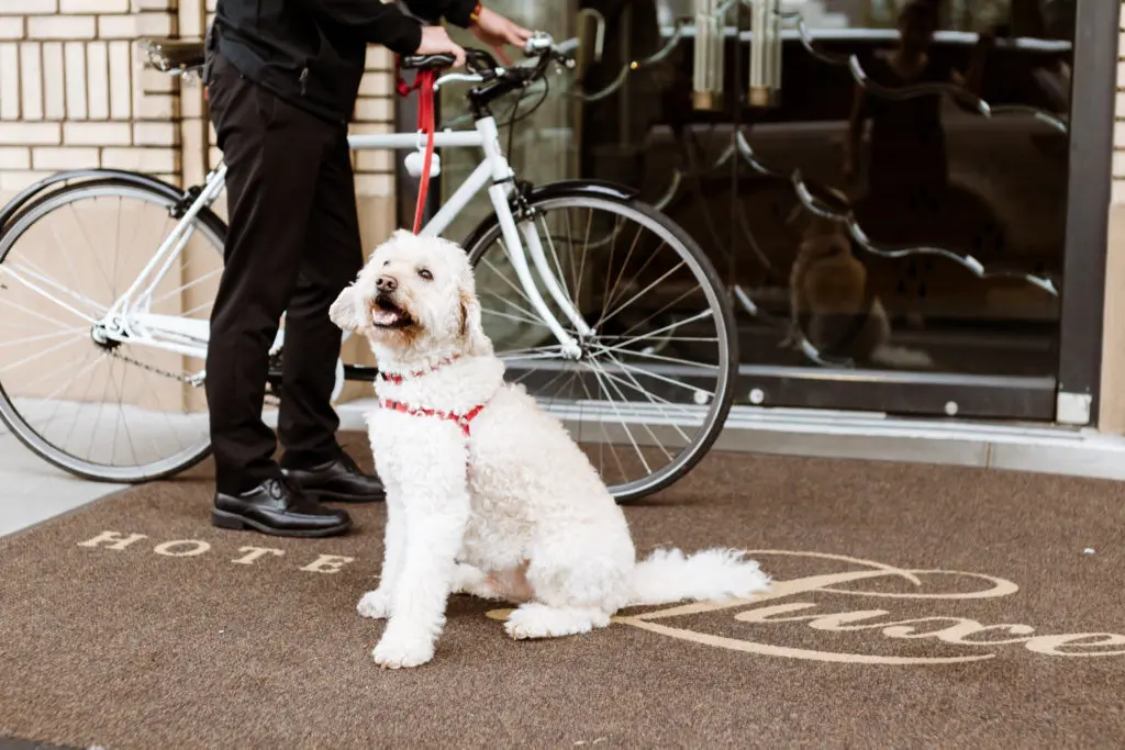 Hotel deLuxe is the definition of pet-friendly.