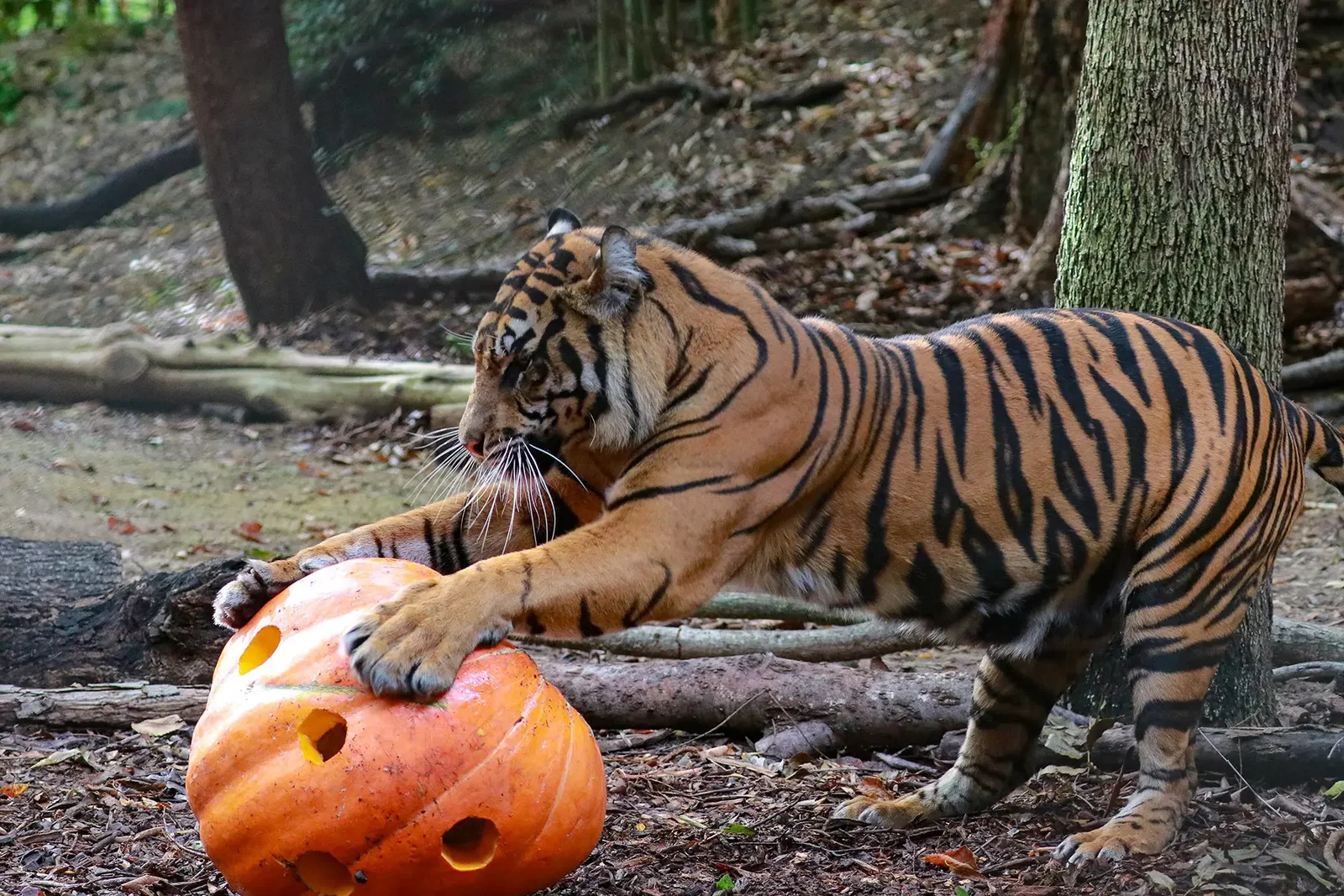 Halloweekend is taking place at the Dallas Zoo this Saturday. Courtesy of Dallas Zoo