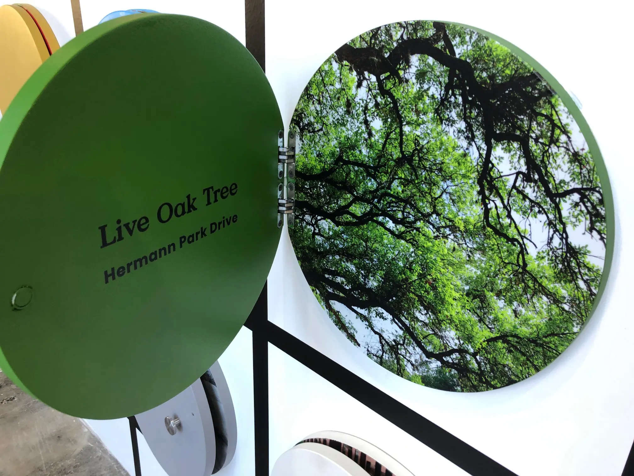 On the "Houston in Color" wall, lives oaks in Hermann Park inspired the green shades in the exhibition. (Photo by Clifford Pugh)