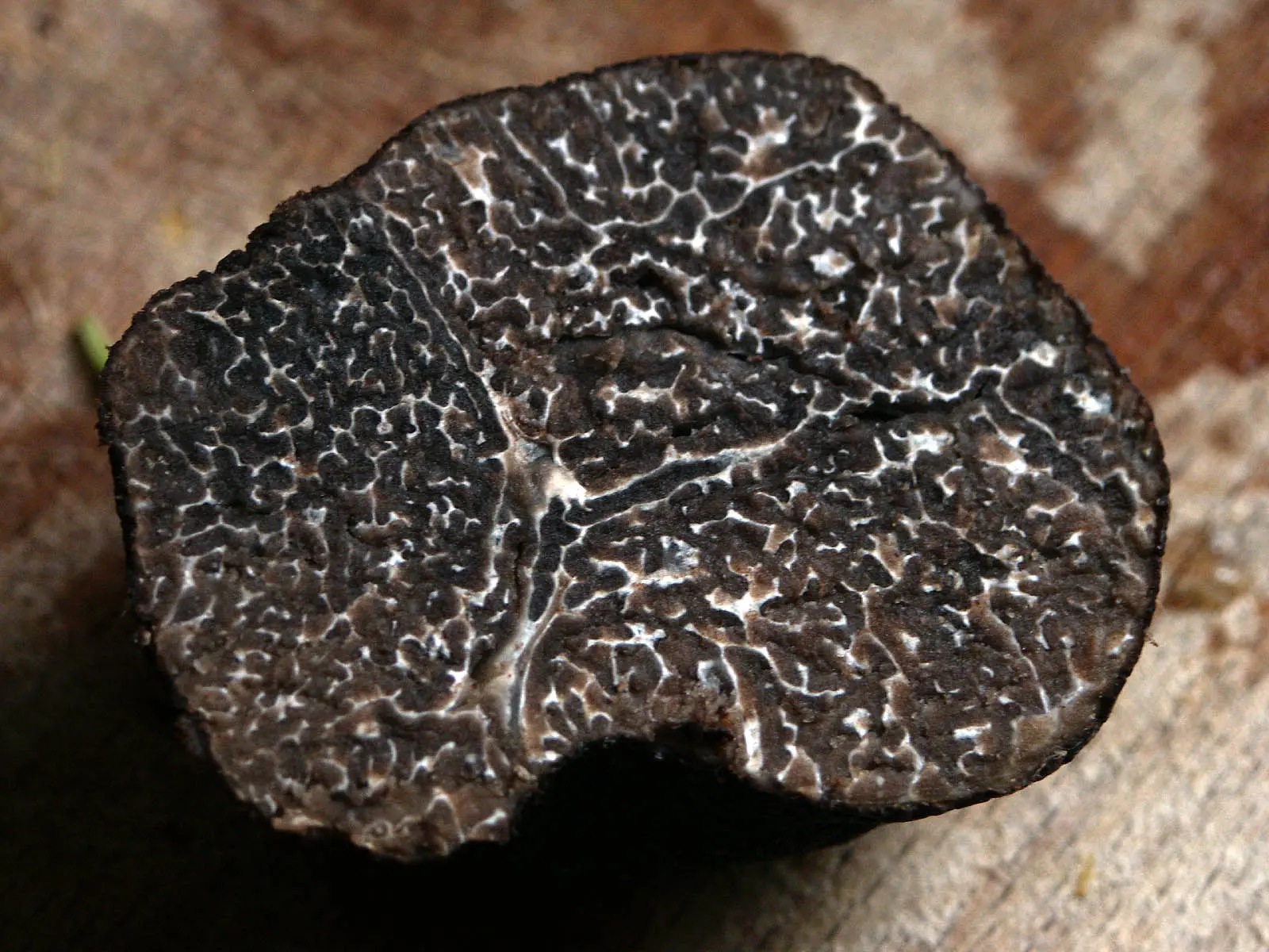 perigord truffle