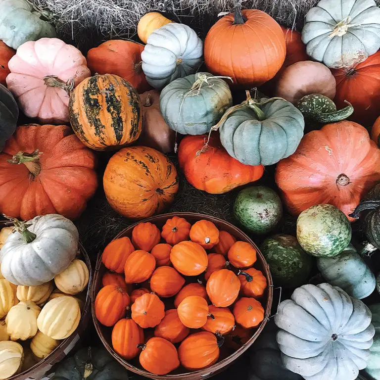 10 Best Things to do in Dallas This Weekend