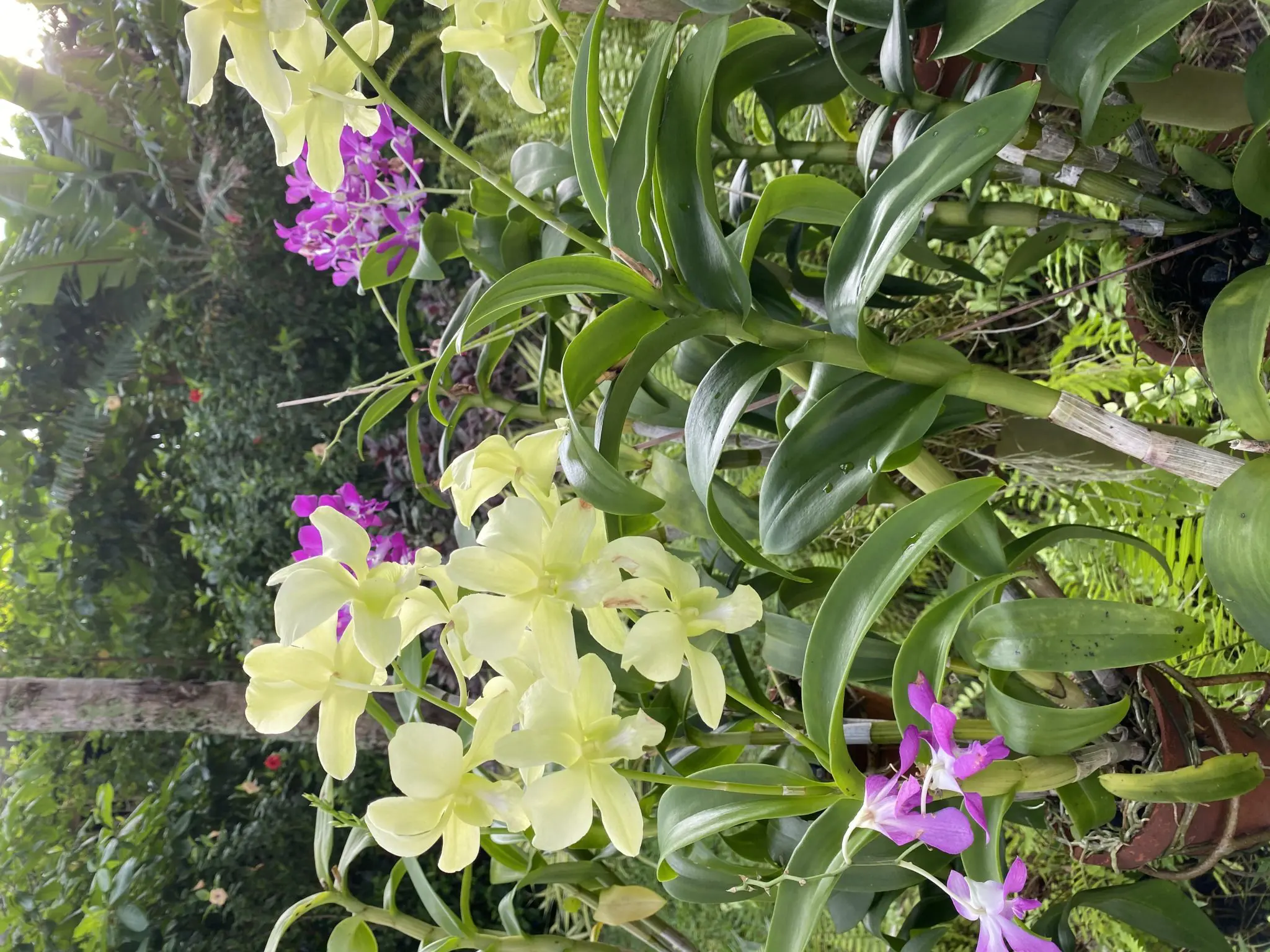 Orchids grow abundantly on the Maldives islands