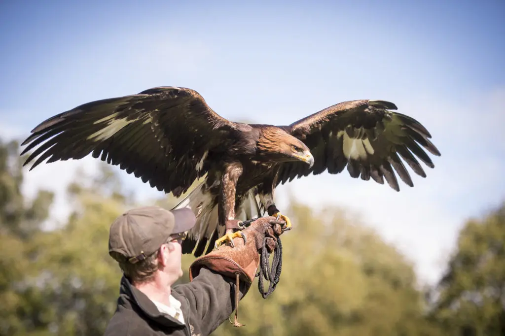 Gleneagles knows this truth: Having a hawk on your arm is a new experience.