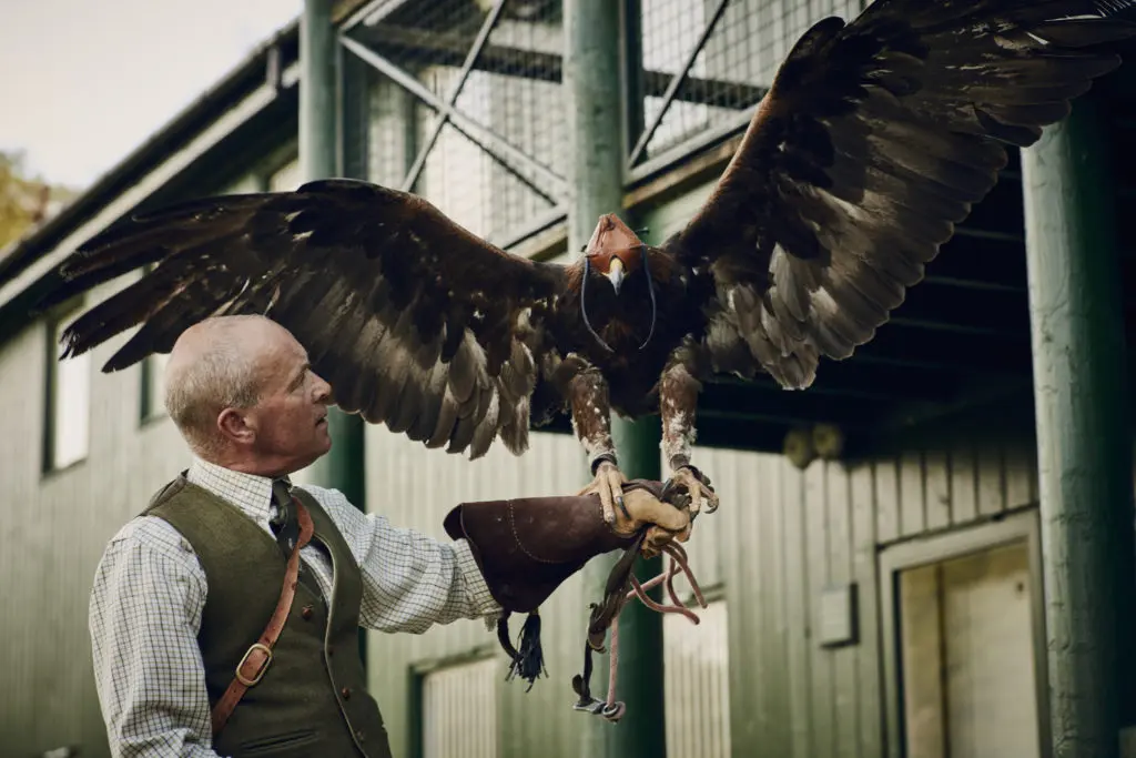 Gleneagles is a resort with its own falconry school.