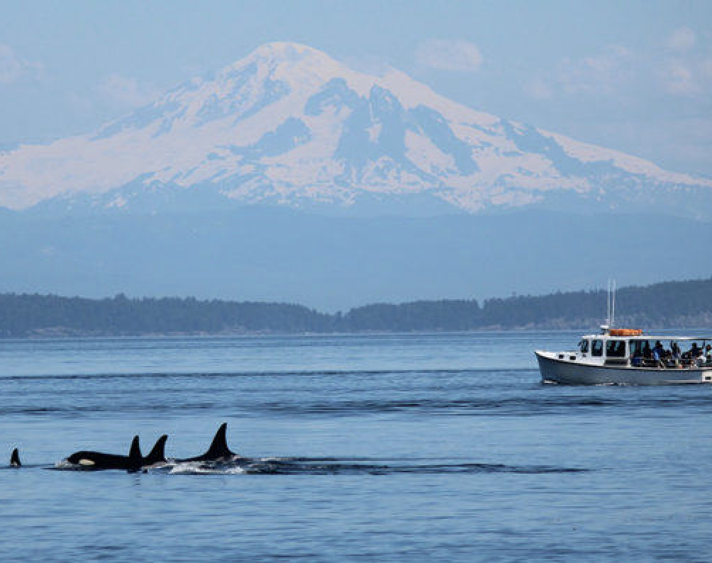 What better way to check whale watching off the bucket list than with a private guided cruise.