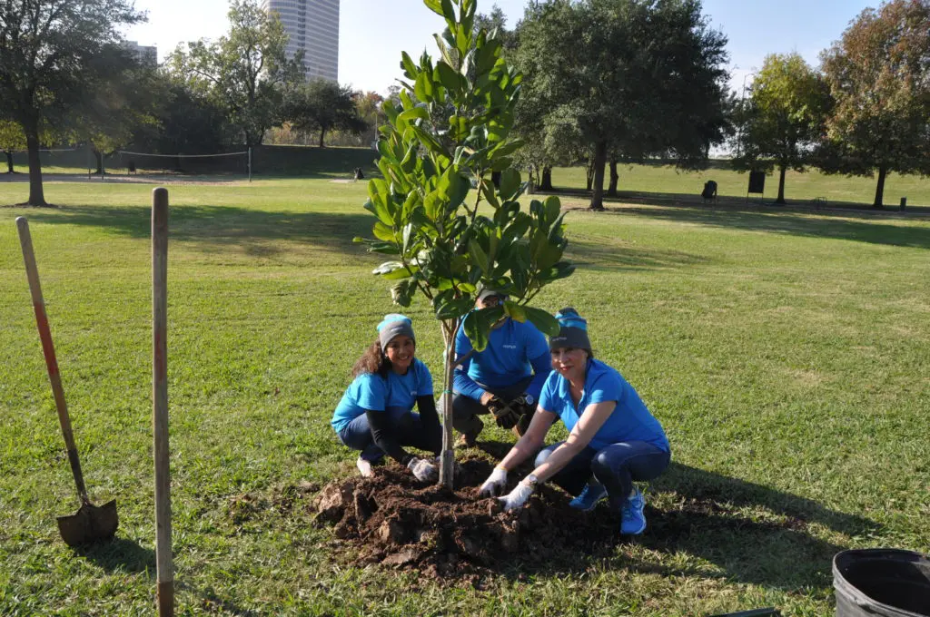 A beautiful magnolia takes root in a city park. (Photo by Trees for Houston)