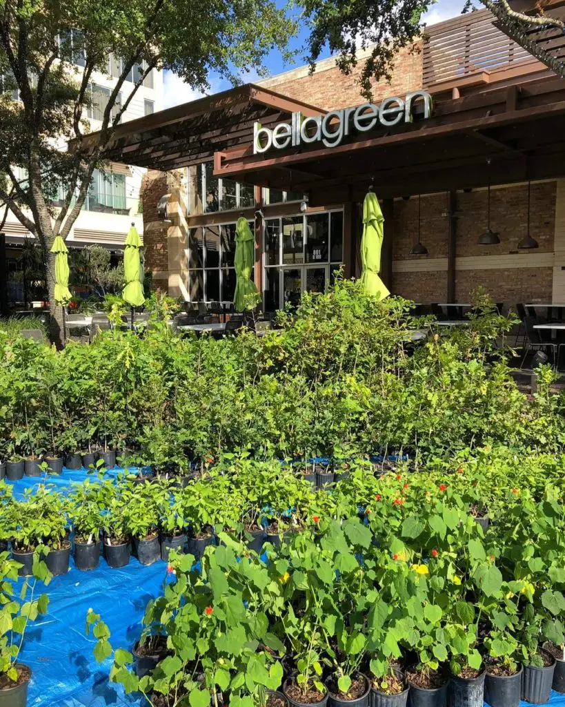 Trees for Houston grows its own at tree farms in Bellaire, North Houston, Magnolia, Spring and Clear Lake. (Photo by Trees for Houston)