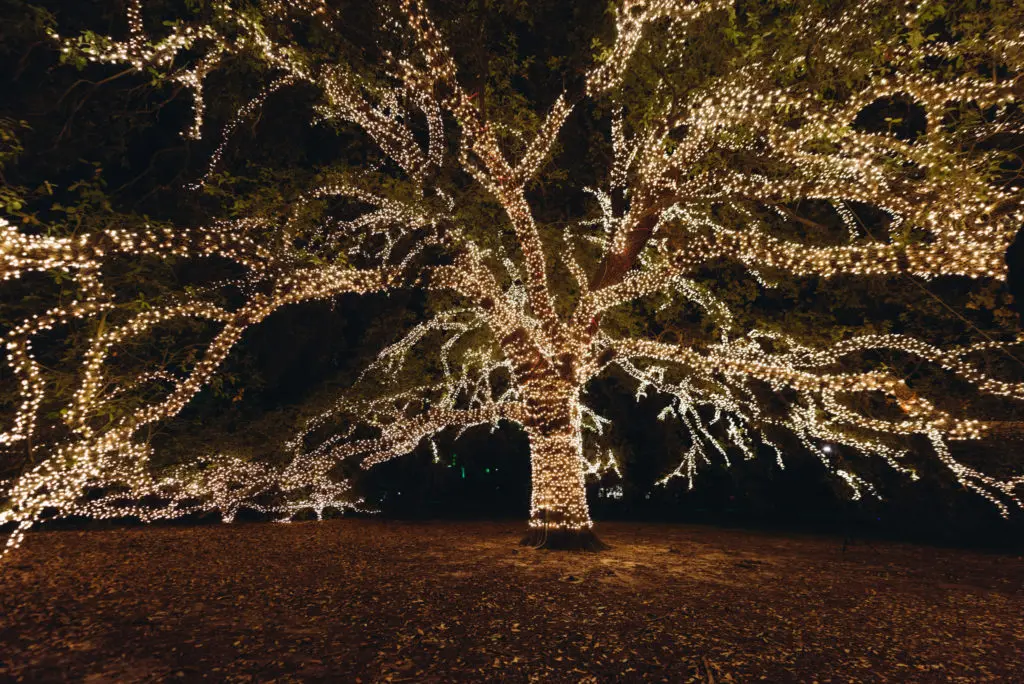 The massive oak tree on The Houstonian grounds is dressed in 56,000 lights and that's just the start of the lively decor. (Photo courtesy The Houstonian Hotel, Club & Spa)