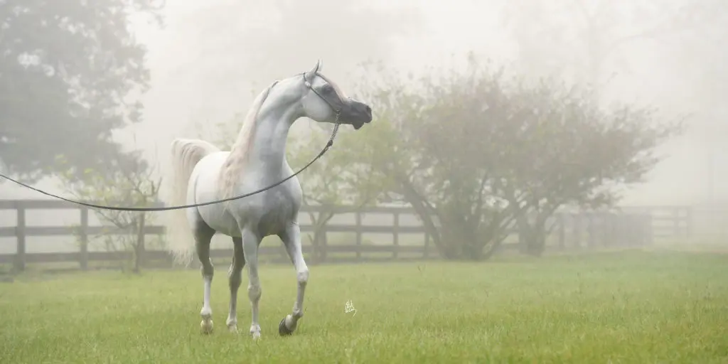 Portrait of Platinum World Champion Arabian Hariry Al Shaqab at his home in New Ulm, Texas (Photo by Stuart Vestry)