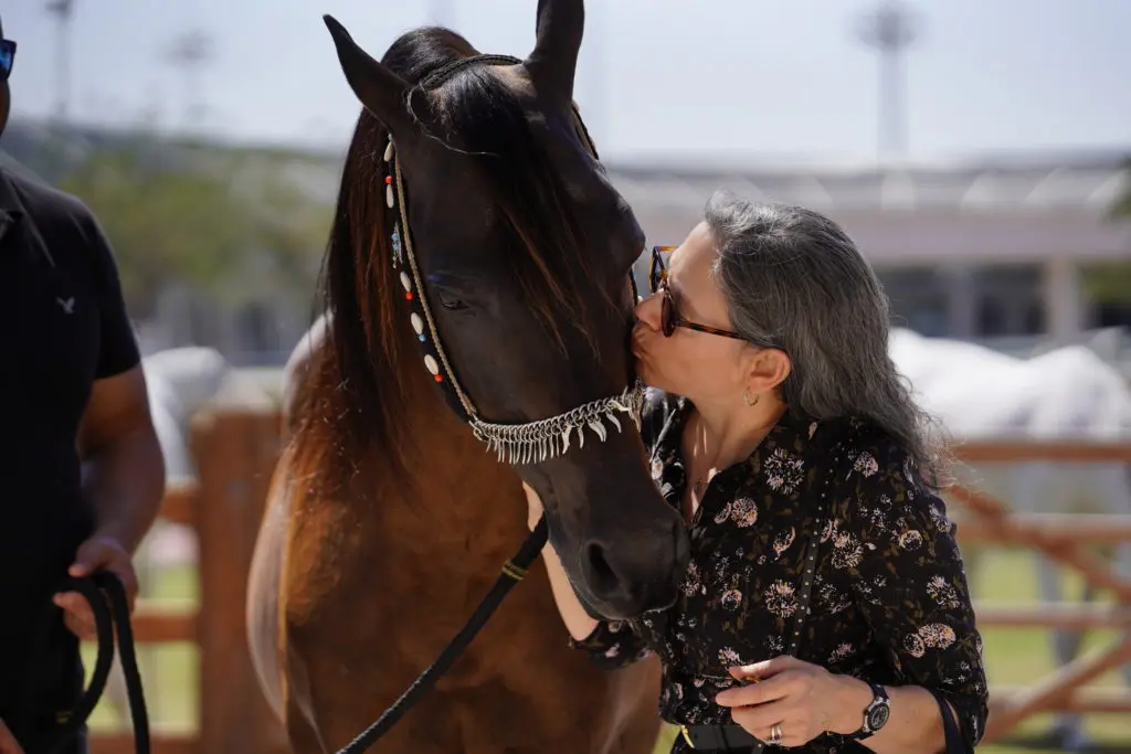 Marwan, King of Al Shaqab Stud, gets a kiss from Diana Untermeyer who will lead the presentation at the Houston Museum of Natural Science. (Courtesy photo)  (Photo by Stuart Vesty)