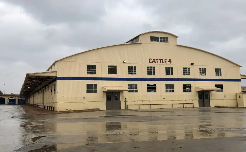 The Cattle Barns put down a fresh layer of hay in anticipation of the 2020 Stock Show. Photo by Courtney Dabney.