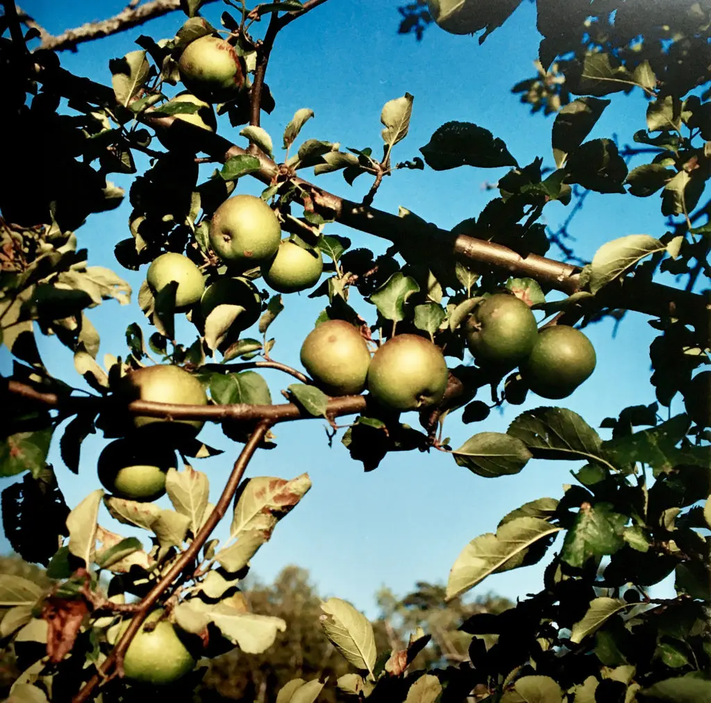 Peter Brown's "Baldwin apples, Heath, Massachusetts," 2001, printed 2001
