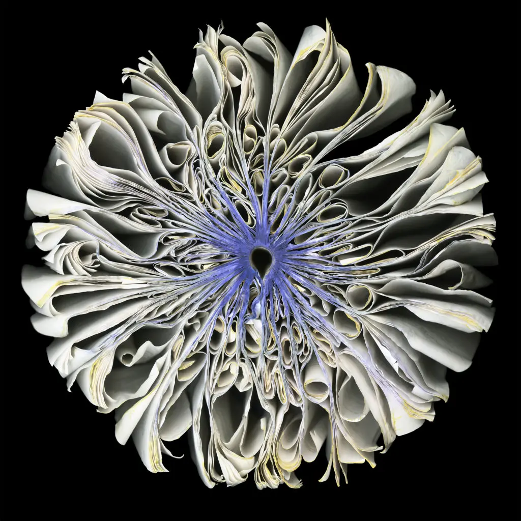 Cara Barer's "White Iris," 2019