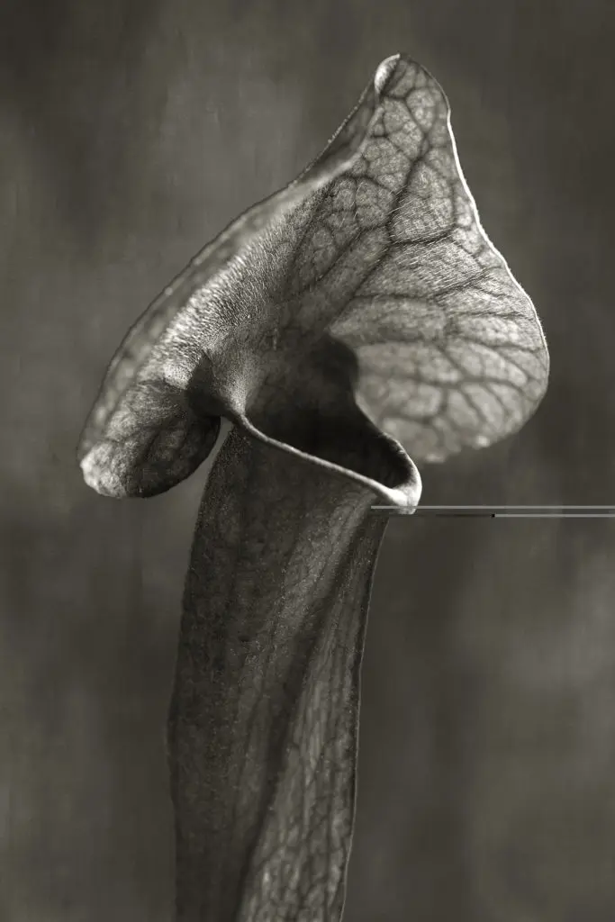 Beth Moon's "Trumpet Plant," 2008, printed 2019, from the series "The Savage Garden"