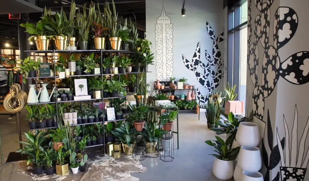 Plants from Greendigs, Urban Spikes, Modern Sprout, and more. (Photo by Market by Macy’s)