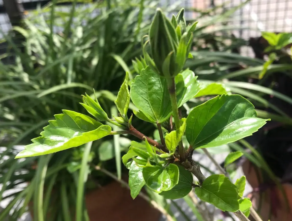  New green growth on my hibiscus