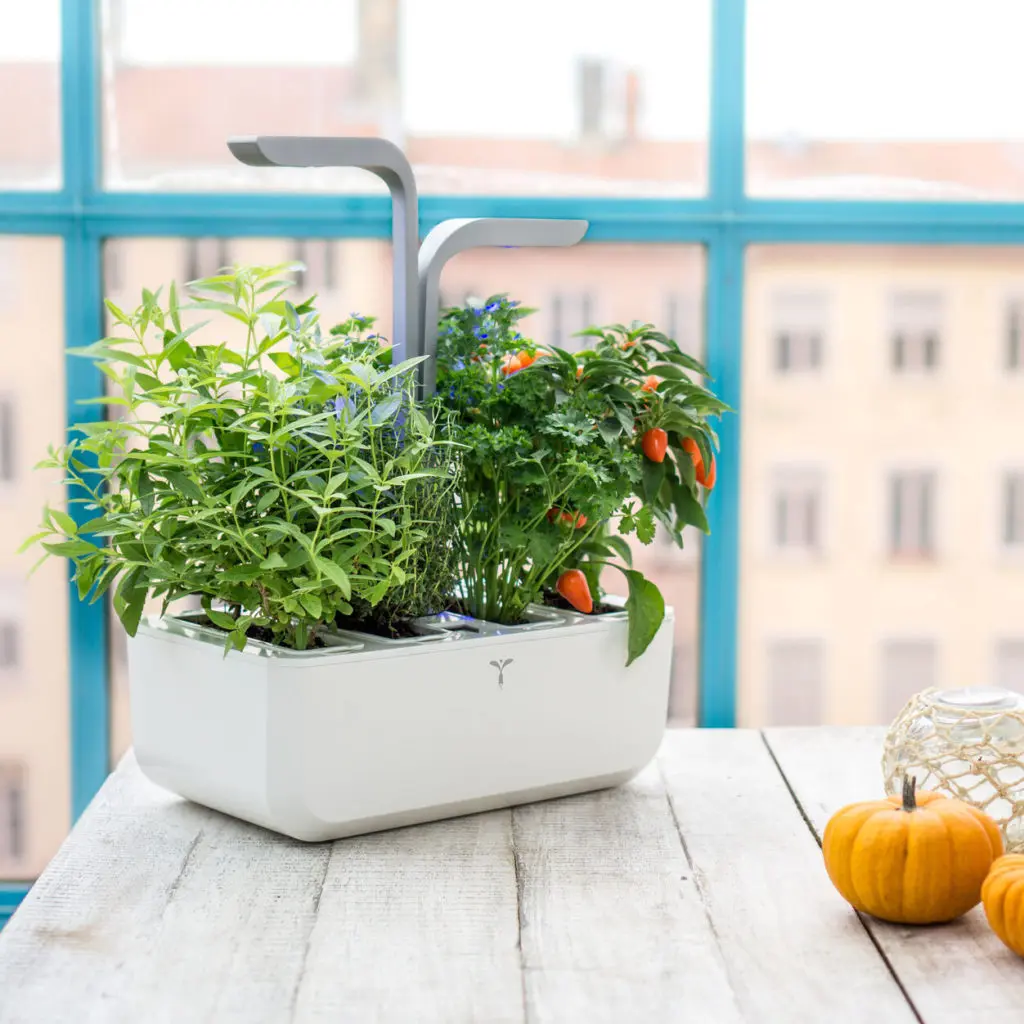 When spending your entire day at home, plant life can be a great companion.