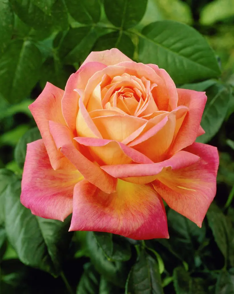 The Peace Rose is a beautiful, fragrant, layered, full-bodied rose.