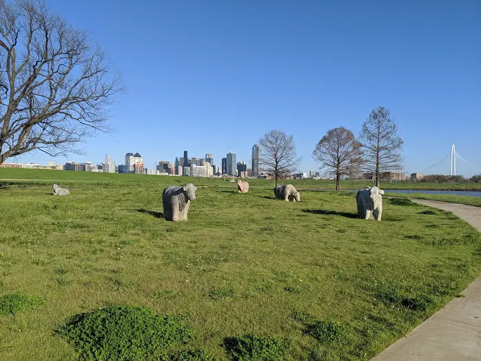 You can see some cow sculptures on the Trinity Skyline Trail. (Photo by Madison Mask)