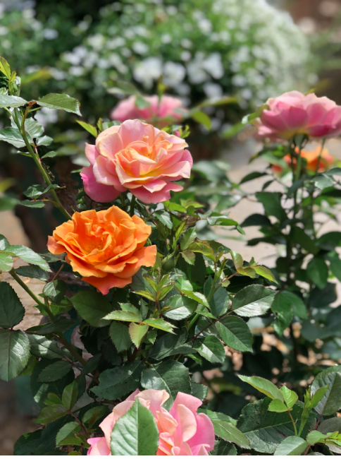 Now is the time to fill your garden with roses.