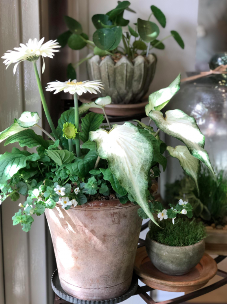 Don't be afraid to layer and add texture to your potted plants.