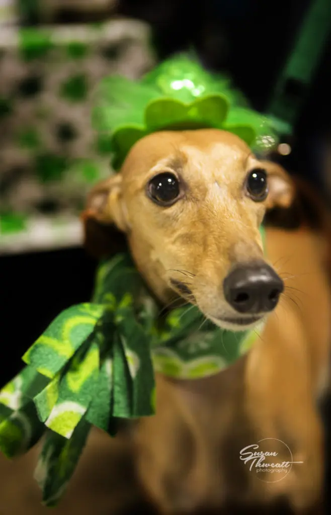 All are welcome at the North Texas Irish Festival. (Photo by Susan Thweatt)